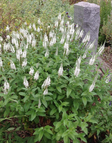 Veronica spicata ´Icicle´