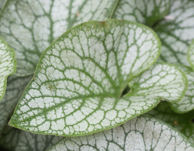 Brunnera cu frunze mari ´Alexander´s Great´