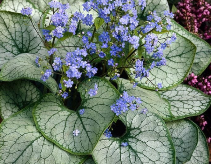 Brunnera cu frunze mari ´Alexander´s Great´