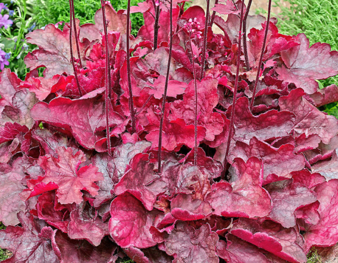 Heuchera ´Fire Chief´