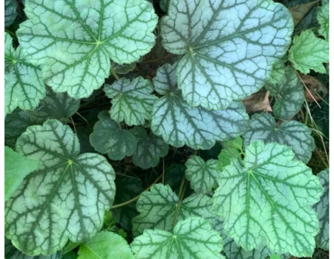 Heuchera ´Venus´