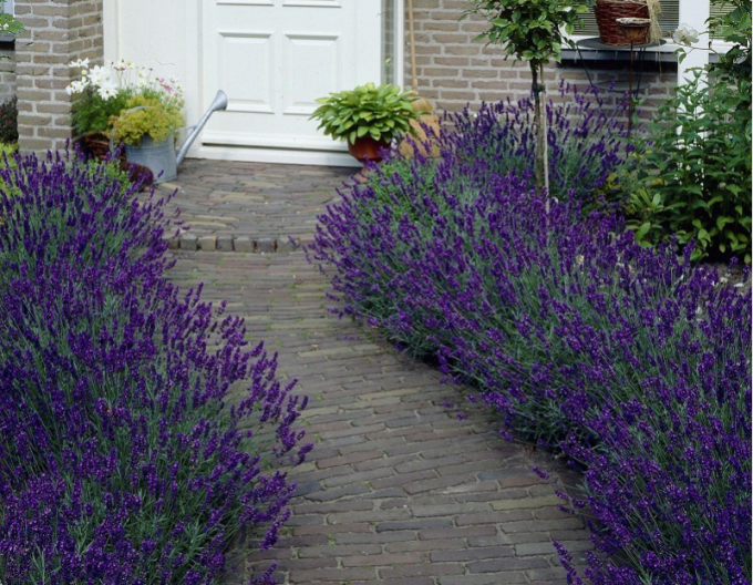 Lavanda Blue scent Early