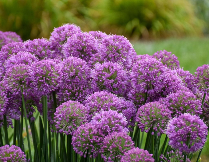 Usturoi ornamental ´Millenium´