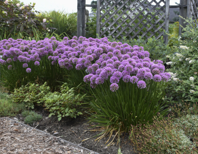 Usturoi ornamental ´Millenium´