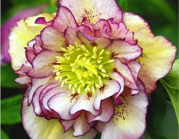 Hellebore de est Pretty Ellen Picotee