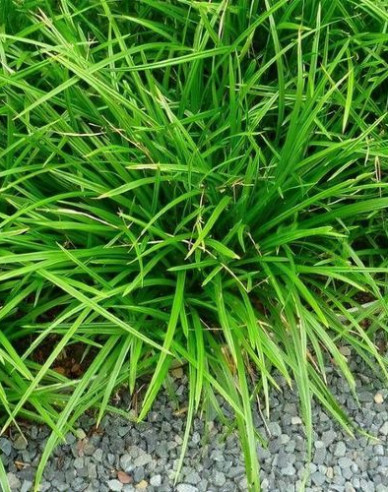 Carex morrowii ´Irish Green´