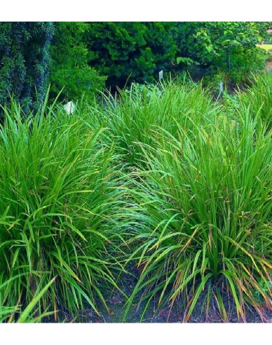 Carex morrowii ´Irish Green´