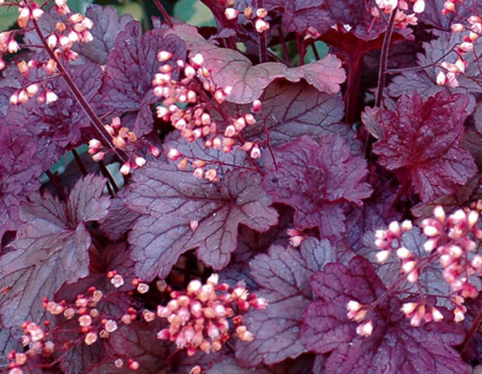 Heuchera ´Shanghai´