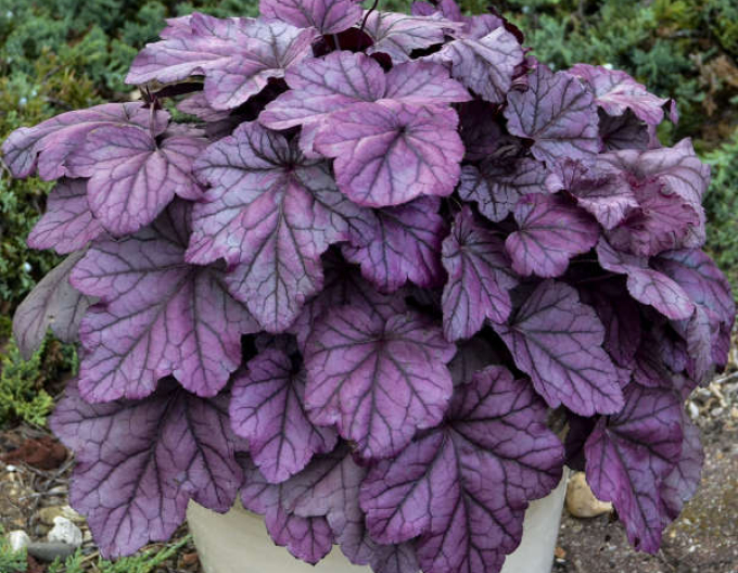 Heuchera ´Pink Panther´