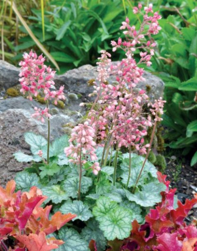 Heuchera ´Mieluță de mentă´