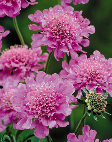 Scabiosa ´Pink Diamant´