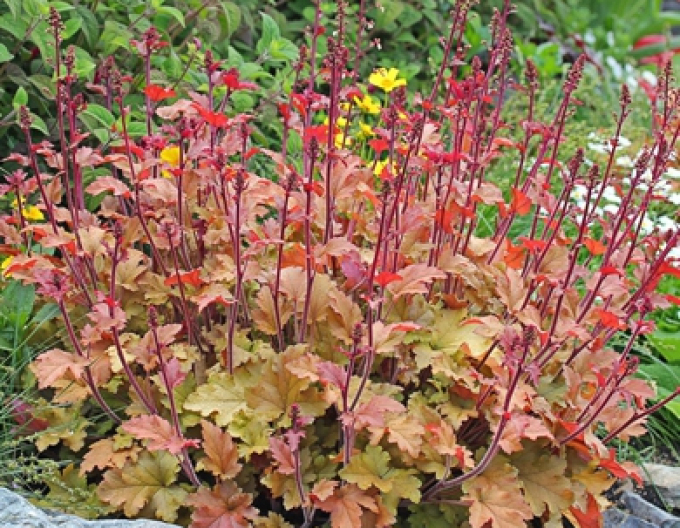 Heuchera " Marmeladă"