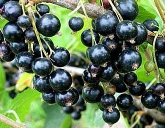 Coacăz negru "Titania" KER 9l
