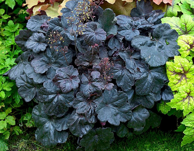 Heuchera ´Obsidian´