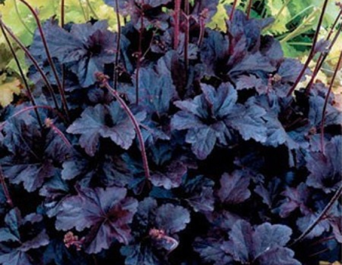 Heuchera ´Obsidian´