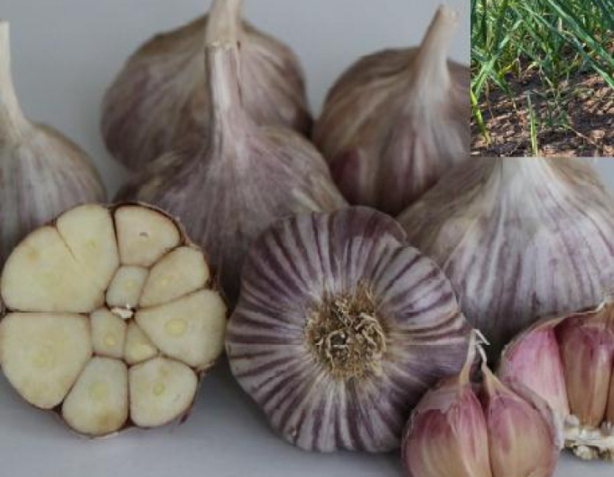 Usturoi Winter Thumb Plant 8 bulbi ´OTAKAR´ 8 bulbi