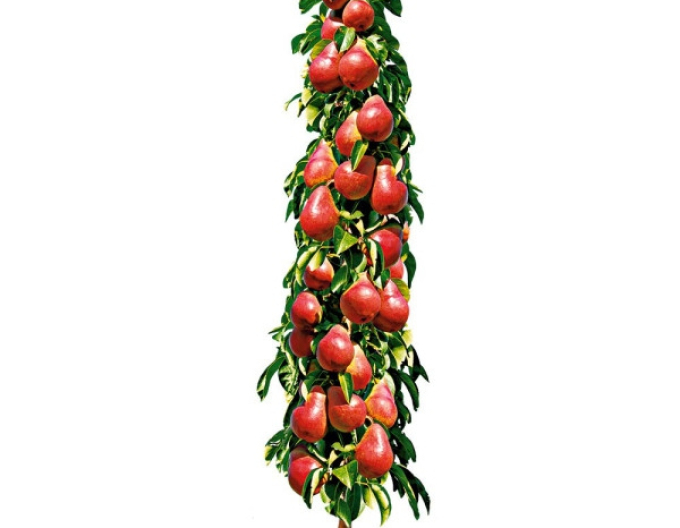 Pară columnară ´Decora´, sub. Dula, cont. 2l