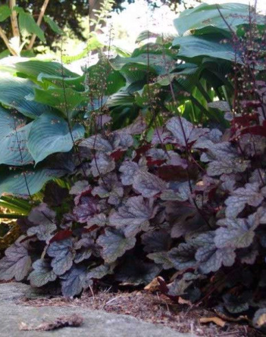 Heuchera Palace Purple