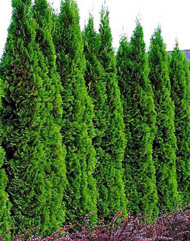 Thuja Emerald 150cm