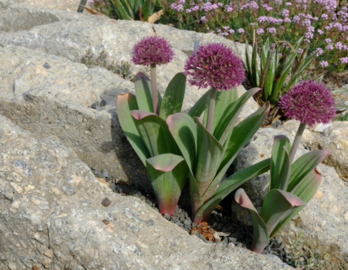 Usturoi ornamental Ostara 1pc