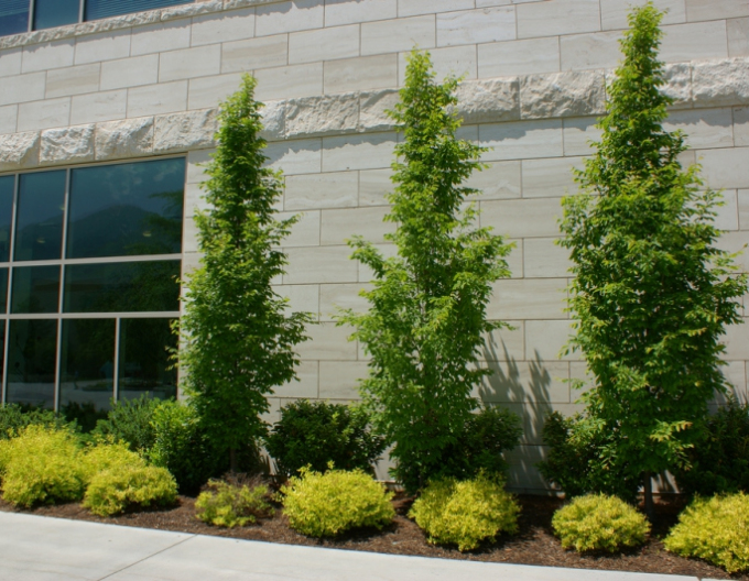 Carpen columnar ´Fastigiata´