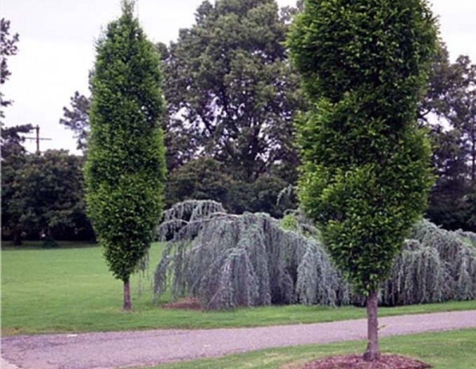Carpen columnar ´Fastigiata´
