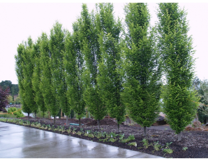 Carpen columnar ´Fastigiata´