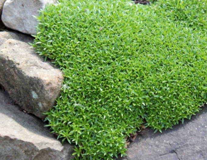 Mușchi scoțian ´Mout snowdon´