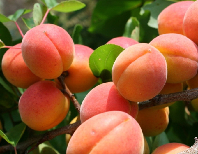 Caise "Vesna" timpurie, sub. Torinel, liberă.