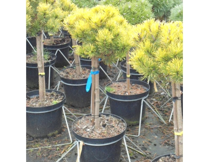 Pin de munte ´Wintergold´ pe un ciot