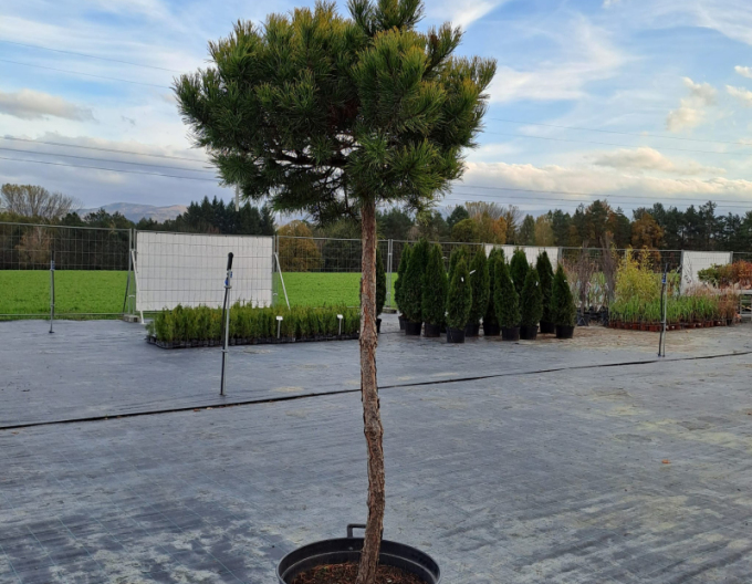 Pin de munte ´Wintergold´ pe un ciot