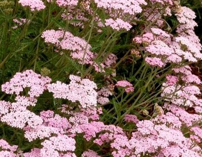 Achillea ´Appleblossom´