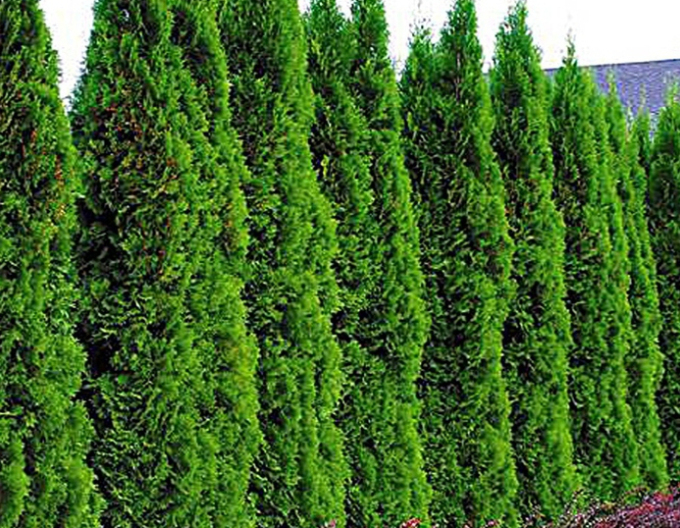 Tuja Emerald 180cm
