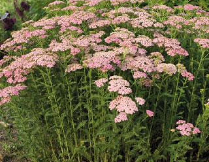 Achillea ´Appleblossom´