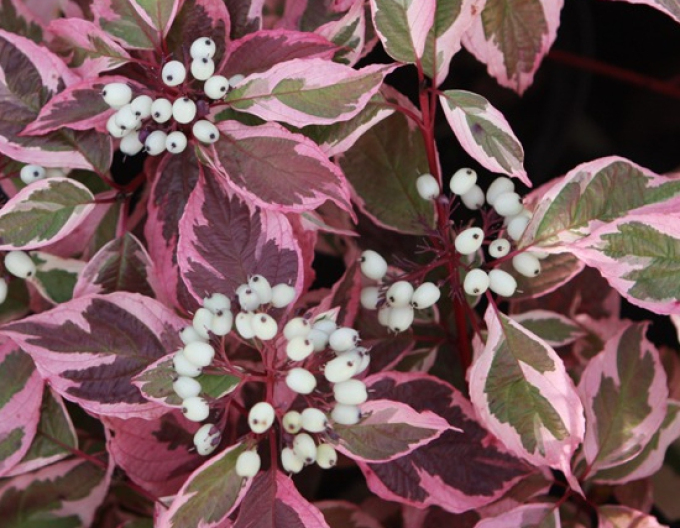 Cornus alba SIBIRICA VARIEGATA
