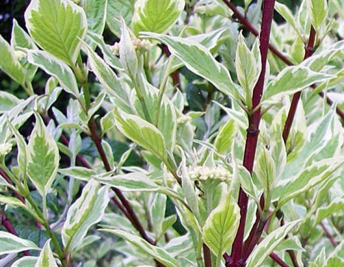 Cornus alba "ELEGANTISSIMA"
