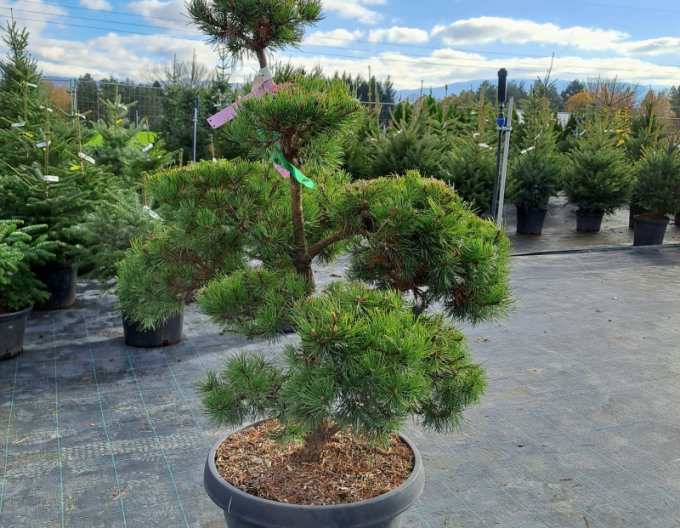 Pin de munte-galica-bonsai1
