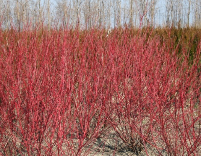 Cornus bicolor