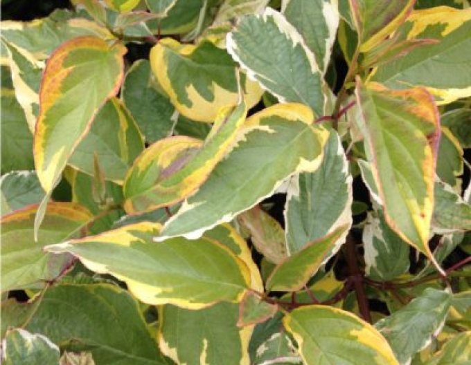 Cornus bicolor