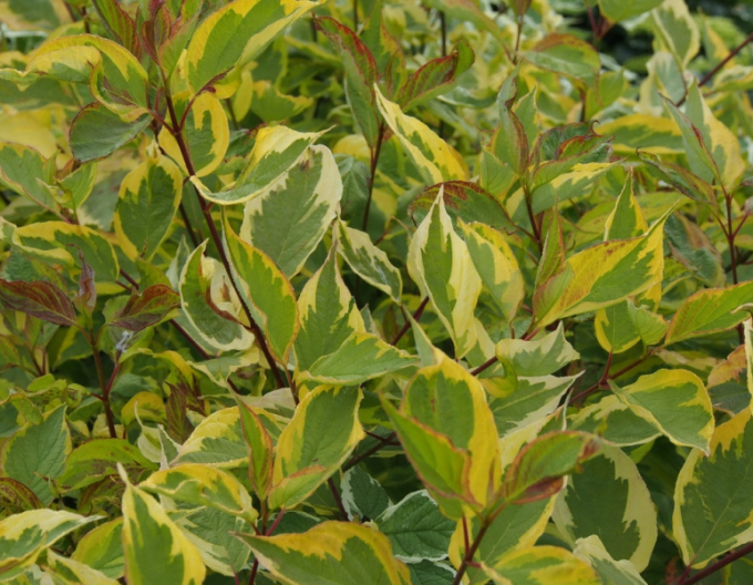 Cornus bicolor