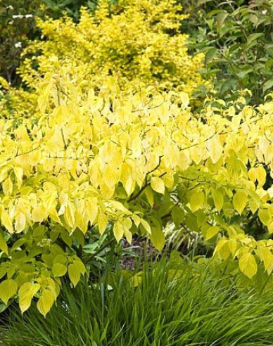 Cornus albă Aurea