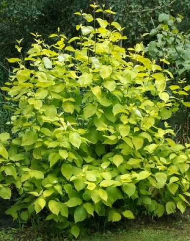 Cornus albă Aurea
