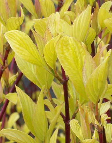 Cornus albă Aurea