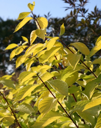 Cornus albă Aurea