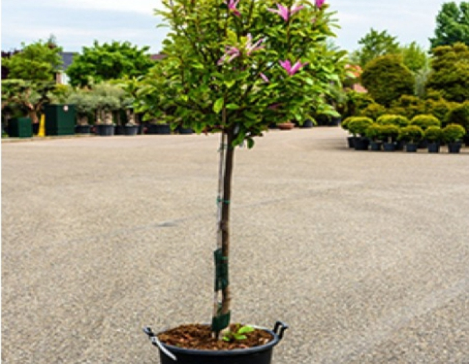 Magnolia Galaxy copac