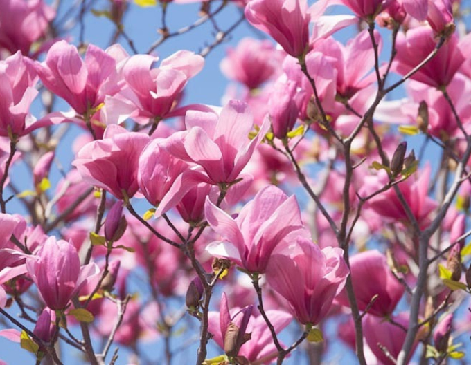 Magnolia Galaxy copac