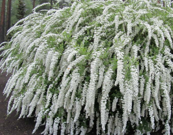 Spiraea lui Van Houtte