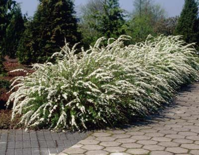 Spiraea lui Van Houtte