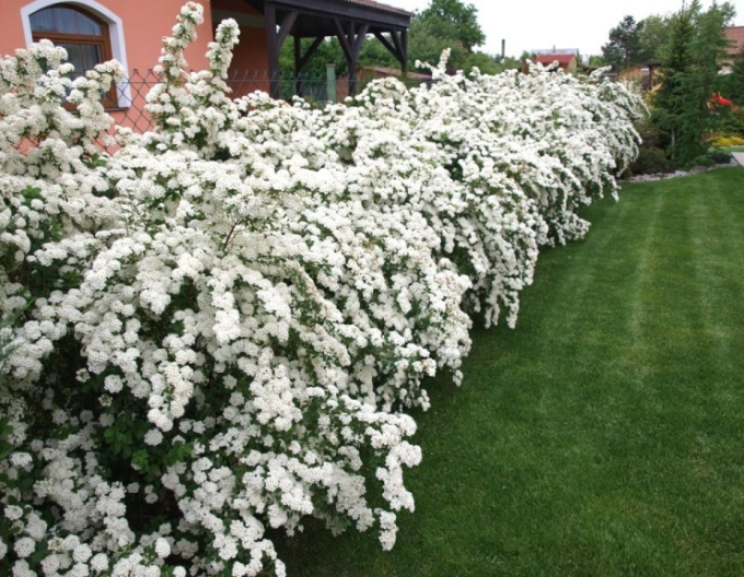 Spiraea lui Van Houtte