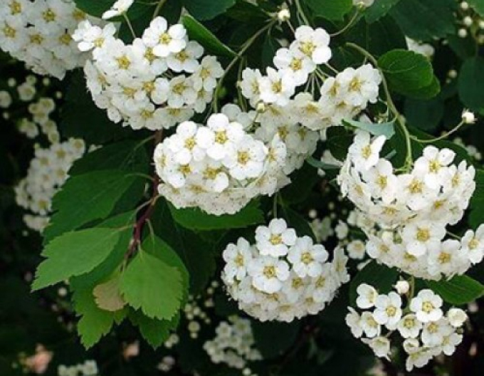 Spiraea lui Van Houtte